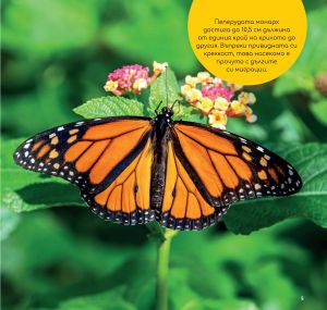 Пеперудата монарх: Една изключителна пеперуда 